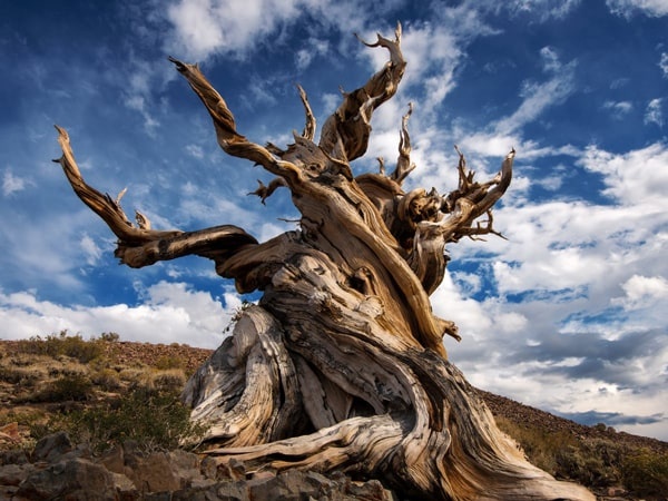 أقدم 10 أشجار حية في العالم فوكس لاند 