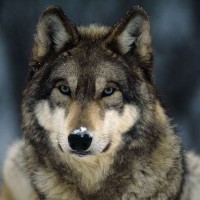 صفات الذئب الرمادي وأهم سلوكياته بالصور