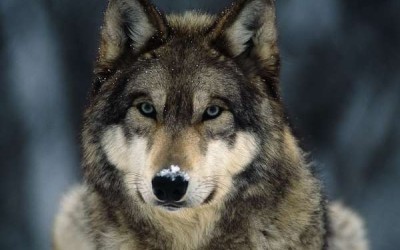 صفات الذئب الرمادي وأهم سلوكياته بالصور